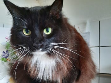 Blandras · Bjärnum · Carolin A.