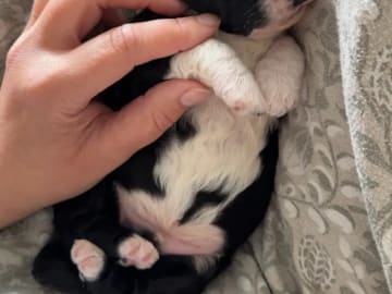 Perro de Agua Espanol · Lysekloster · Camilla Kvamme Røstum
