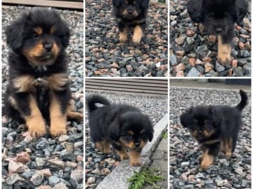 Cavalier king charles spaniel · Oppdal · Marit Kristin Stueflotten Myrhaug
