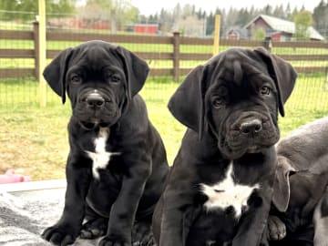 Cane corso · Norra Sorunda · Red Boss