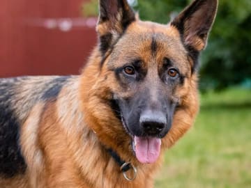 Schæferhund · Svedala · Åsa K.