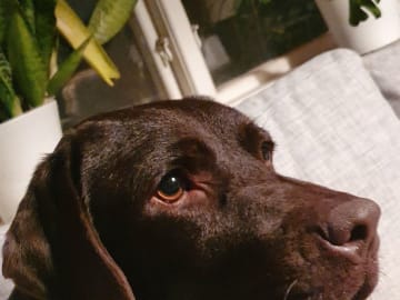 Labrador Retriever · Kågeröd · Johan F.