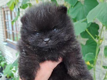Pomeranian · Hörby · Samegulds