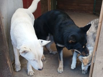 Sibirian husky- Schäfer · Sollefteå · Kenneth J.