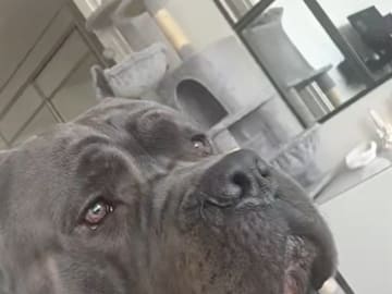 Cane corso · Saltsjö-boo · Jenny E.