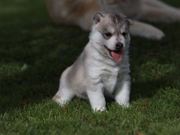 Siberian husky · Sørskogbygda · Joanna Krystyna Ratajczak