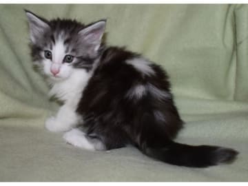 Norwegian Forest · Edsvalla · S*Pysida's