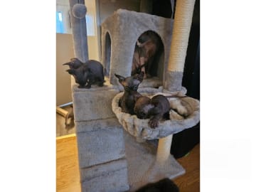 Sphynx · Hudiksvall · SE*Joy Fable