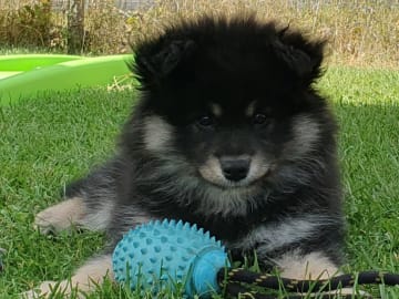 Finsk lapphund · Karlstad · Strix's