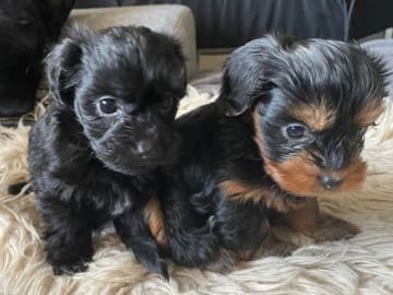 Yorkiepoo valpar toypudel yorkshireterrier · Näsviken · Lustbacka