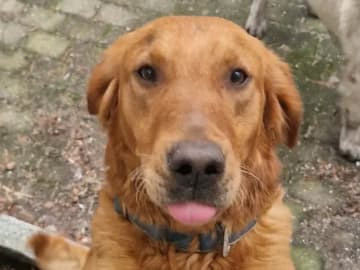 Golden retriever · Tørdal · Simen Lohne Rønning