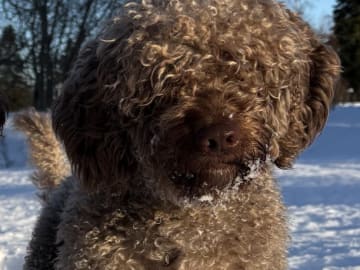 Perro de Agua Espanol · Varnhem · Gyllene Hoppets