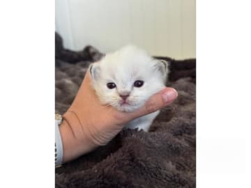 Ragdoll · Umeå · SE*Arctic Bluebell