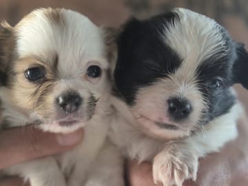 Chihuahua · Mariestad · Mayan Legacy