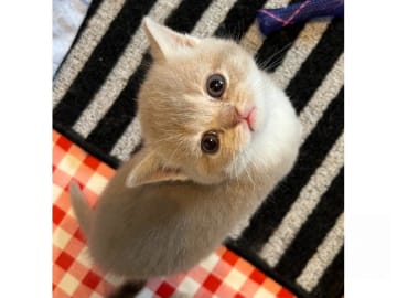 British Shorthair · Färjestaden · SE*Forsberg's