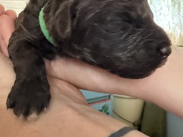 Lagotto romagnolo · Umeå · Tina A.