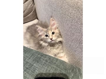 Norwegian Forest · Trelleborg · SE*Northwinds Scatter