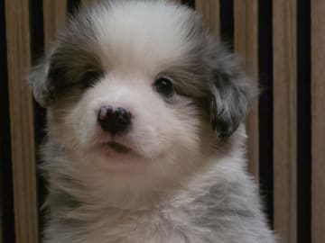 Miniature american shepherd · Hyllinge · Lina Bäckström