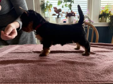 Silky terrier · Tynset · Kennel Showsilk