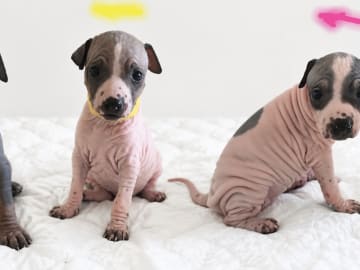 American hairless terrier · Nyråd · christina B.