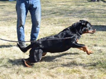 Rottweiler · Strömsnäsbruk · My Little Hero