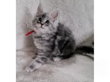 Maine Coon · Glanshammar · SE*Trollius New Moon