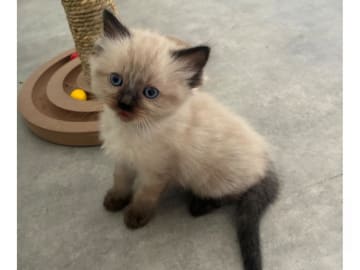 Ragdoll · Umeå · S*Fjälltoppen's