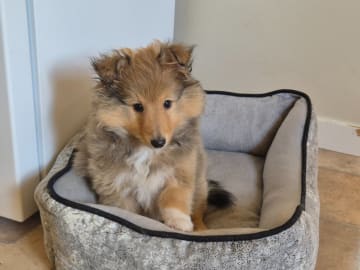 Shetland sheepdog · Brunflo · Milward