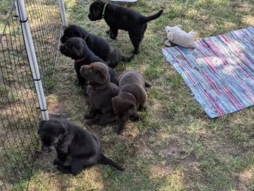 Labrador retriever · Tidaholm · Runnekullen's kennel