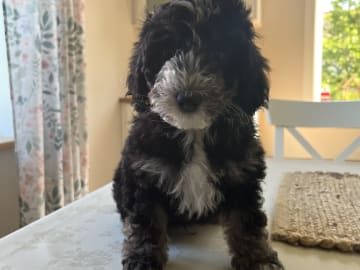 Maltipoo · ängelholm · Jessica S.
