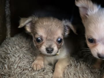 Chihuahua · København Nv · Tikus