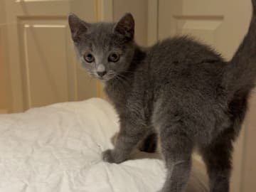 Kattunge till salu