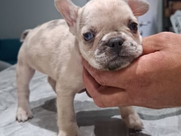 Fransk bulldogg · Lilla edet · Suzana K.