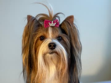 Biewer terrier · Märsta · Nasherhaus