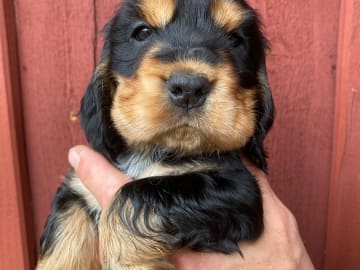 Cocker spaniel · Boxholm · Coxica’s kennel