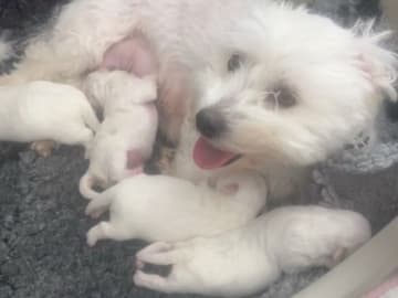 Coton de tuléar · Aalborg · Kystvejens Coton og Xolo