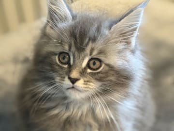 Maine Coon · Östra Ljungby · Höjden’s Lynx