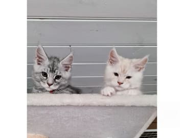 Maine Coon · Glanshammar · SE*Trollius New Moon
