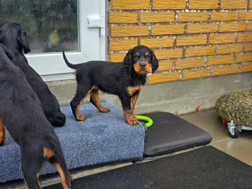 Gordon setter · Skærbæk · Kim Schmidt, Kersti Jannsen Schmidt