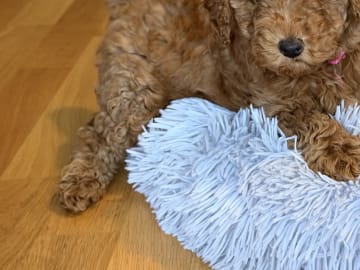 Toy Poodle · Landskrona · Yuliia K.