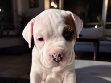 American Staffordshire Terrier · Köping · Hannah Östensson Lindqvist