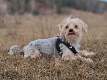 Yorkie malteser shi tzu og chih blanding · Hønefoss · Linda Regine Hauge S.
