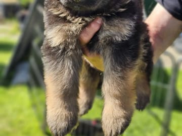 Tysk Schäferhund · Orkanger · Theahagen