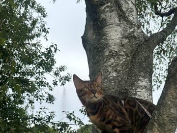 Bengal · Göteborg · BengalLeo