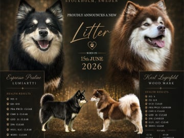 Finsk lapphund · Åkersberga · Ancient