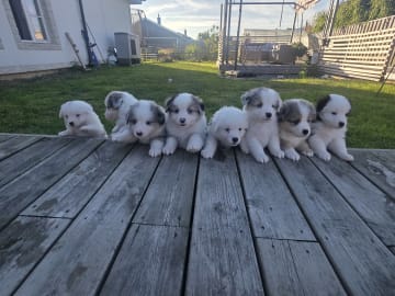 Miniature American Shepherd · Hyllinge · Lina Bäckström