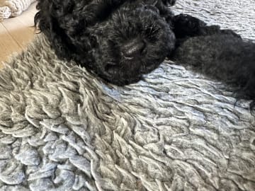 Skebopugotto