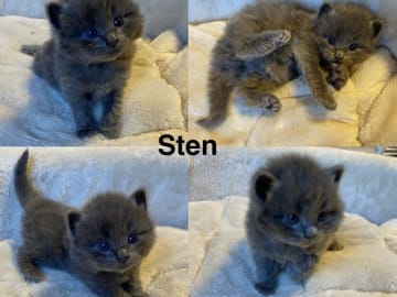 Maine coon / ragdoll / mix · Ursviken · Karin T.
