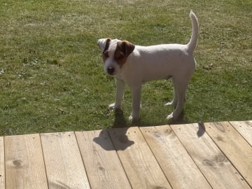 Jack Russell terrier · Nora · Decoy