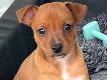 American hairless terrier · Älvsjö · Kennel Atrichos